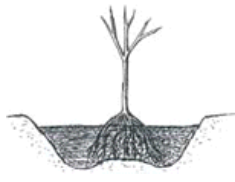 Tree Planting Hole 2